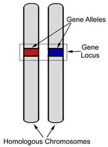 Genelocus.JPG