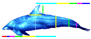 Dolphin.gif
