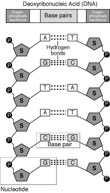 Nucleotide.gif
