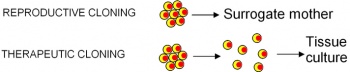 Cloning types.jpg