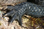 Alligator Left Forepaw.jpg