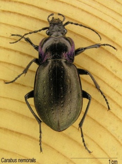 Carabus nemoralis.jpg