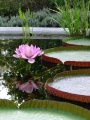 Flowering Victoria