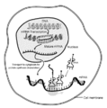 Thumbnail for version as of 00:26, 7 November 2006