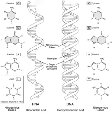 Rna.gif