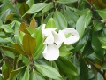 M. grandiflora