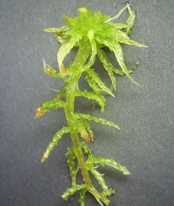 506px-Sphagnum sp.jpg
