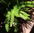 Asparagus fern (Asparagus plumosus)