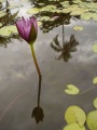 Nénuphar