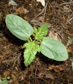 Dicot seedling