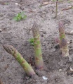 Asparagus officinalis shoots