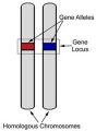 Thumbnail for version as of 01:39, 28 July 2005