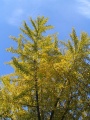 Ginkgo tree