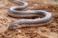 Eryx Jaculus