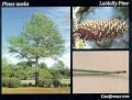 Loblolly pine (P. taeda) Genus: Pinus