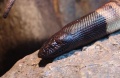 Blackheaded Python (Aspidites melanocephalus) Genus: Aspidites