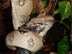 800px-Boa c.i.jpg