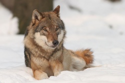 Canis lupus.jpg
