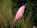 800px-Colpfl21.jpg