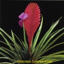 Tillandsia.jpg