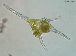 Ceratium hirundinella.jpg