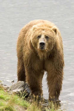 Brown Bear.jpg