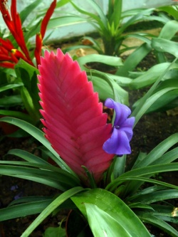 450px-Bromeliaceae01.jpg