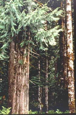 Cedar.jpg