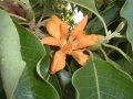 'M. champaca
