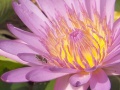 A bee pollinating a water lily