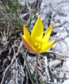 Wild tulip (T. sylvestris) Genus: Tulipa
