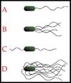 Examples of bacterial flagaella arrangment schemes. A-Monotrichous; B-Lophotrichous; C-Amphitrichous; D-Peritrichous.
