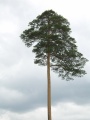 Japanese red pine (P. densiflora) Genus: Pinus