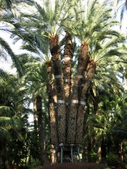 450px-Palmera-imperial2.jpg