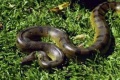 Eunectes Murinus