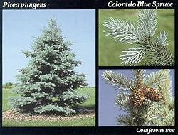 Colorado blue spruce.JPG