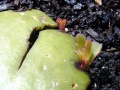 Thumbnail for version as of 03:00, 15 March 2006