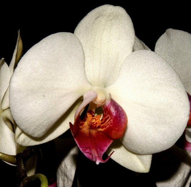 File:Orchid.jpg