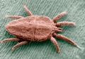 The Flat Mite (Brevipalpus phoenicis)