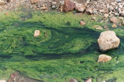 Algae.jpg
