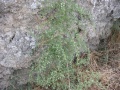 Asparagus acutifolius