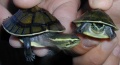 Thumbnail for version as of 22:28, 10 February 2006