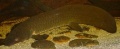 Australian lungfish (Neoceratodus forsteri) Order: Ceratodontiformes