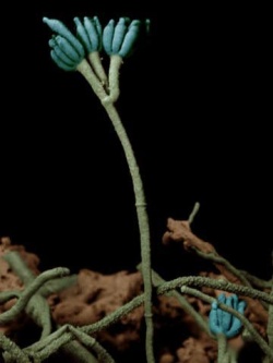 Penicillium.jpg