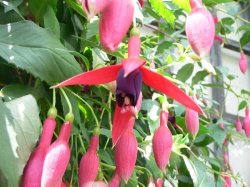 800px-Fuchsia X Hybrida1.jpg