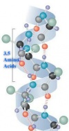 AlphaHelixProtein.jpg