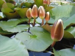 Water lily.jpg