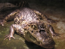 800px-Kleines Krokodil.jpg