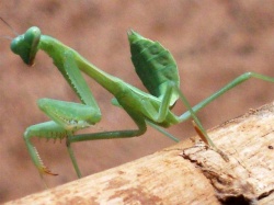 Mantis.jpg