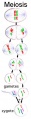 Cellular reproduction through meiosis.